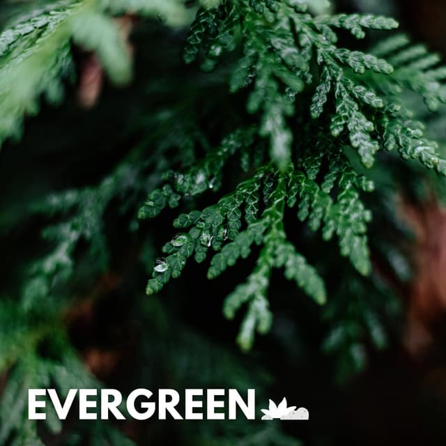 Evergreen - Nature Soundscapes