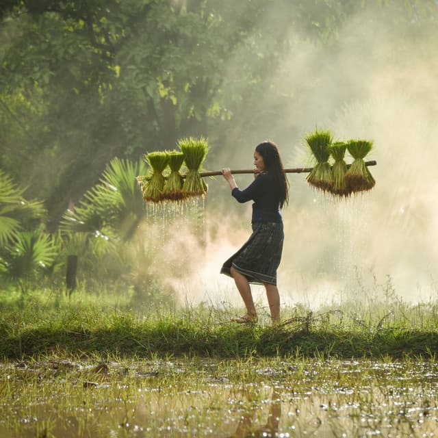 Ambient Progress: Nature's Rain-Motivated Work Symphony - Rain Sounds Factory STHLM