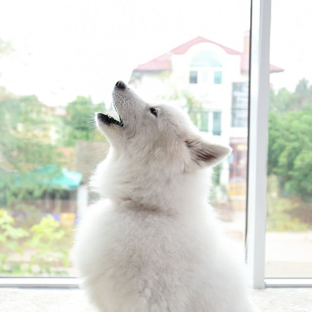 Oasis in Piano Rain: Dog Harmony Howls - Harmony River