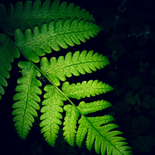 Comforting Sounds | Sleep and Chilling Out - Rain Spa