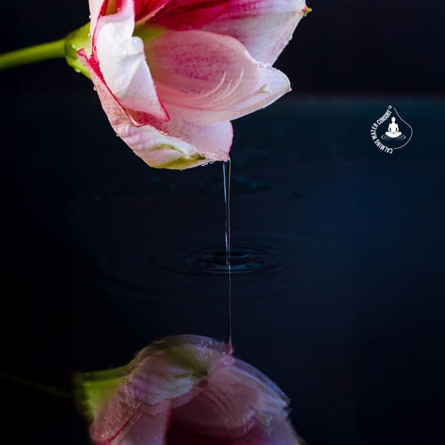 Zen Flow of Koto and Rippling Water - Calming Water Consort