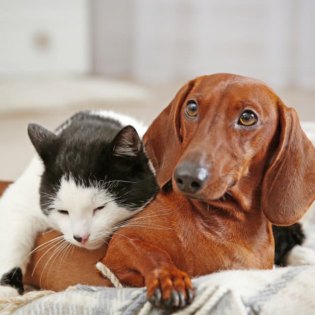 Gentle Sounds for Pets' Relaxation Time - Happy Moments