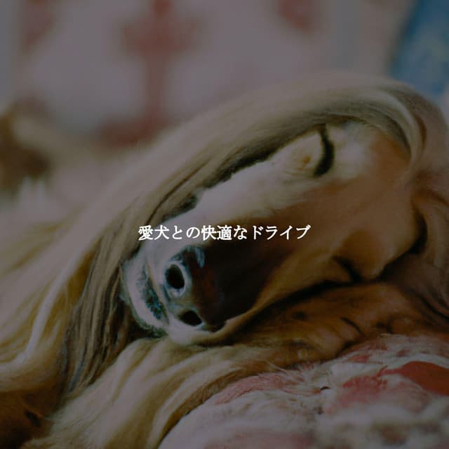 愛犬との快適なドライブ - French Jazz Lounge