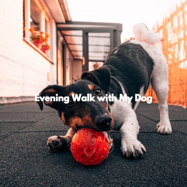 Evening Walk with My Dog - Bossanova Playlist