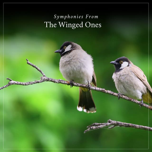 Symphonies from the Winged Ones - Bird Sounds
