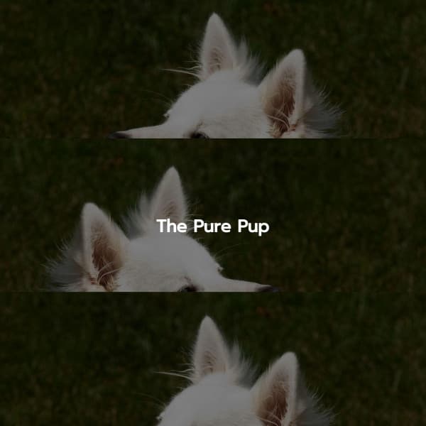 The Pure Pup - Cafe Jazz Classics
