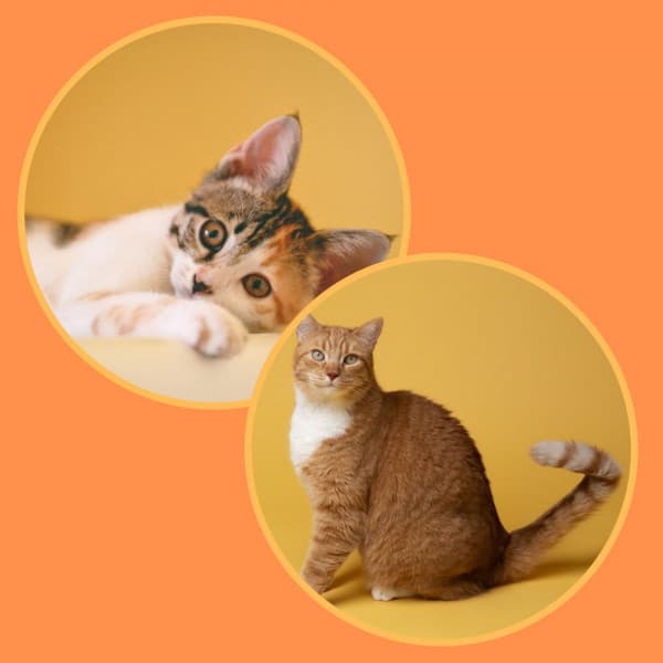 Echoes of Kitty Cats - Cat Relax