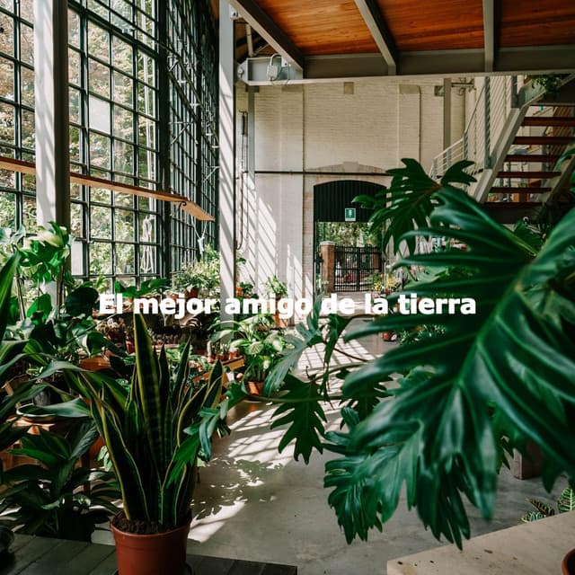 El mejor amigo de la tierra - Música Lounge Relax para Cafés