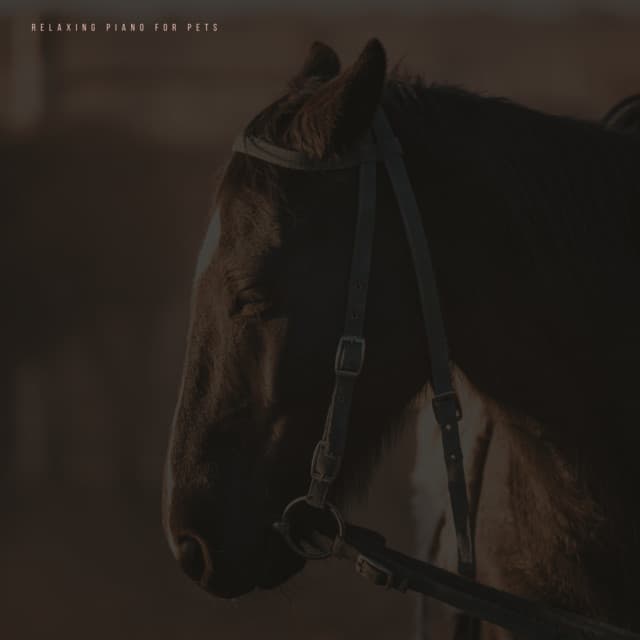 Music For Horses - Relaxing Piano For Pets