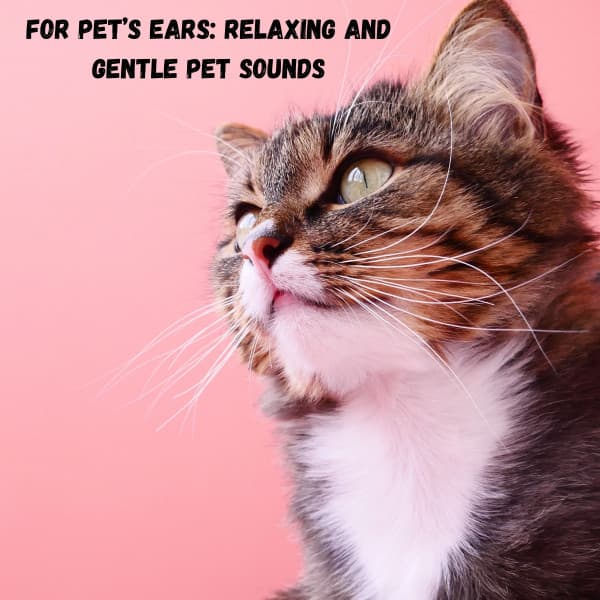 For Pet’s Ears: Relaxing and Gentle Pet Sounds - Relaxing Guru