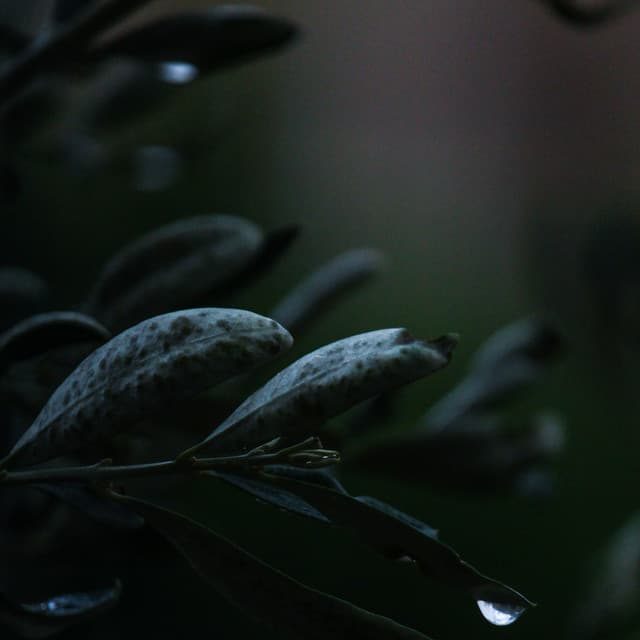 Summer Blissful Summer Rain Sounds for Relaxation & Meditation - Nature Sounds