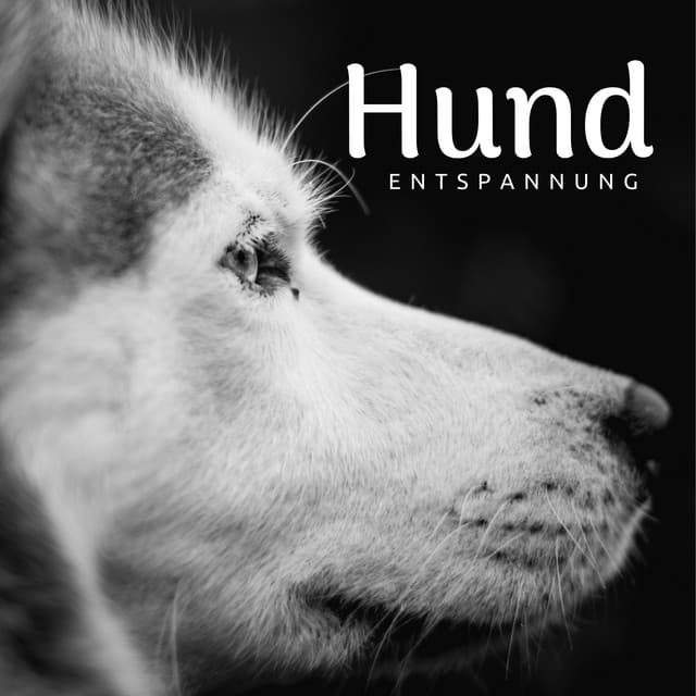 Hund Entspannung - Entspannung Erfolgreich Vermitteln - Dog Whisper