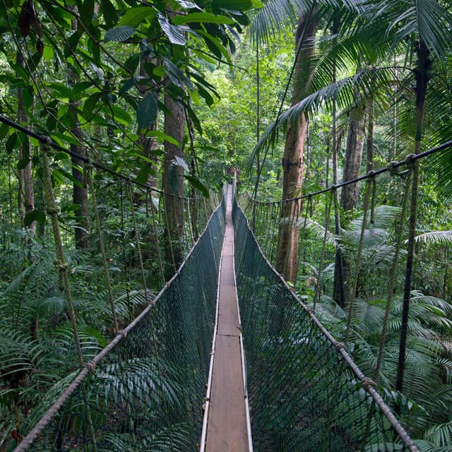 Serene Canopy: A Nature-Inspired Harmonic Journey - Factorial FX