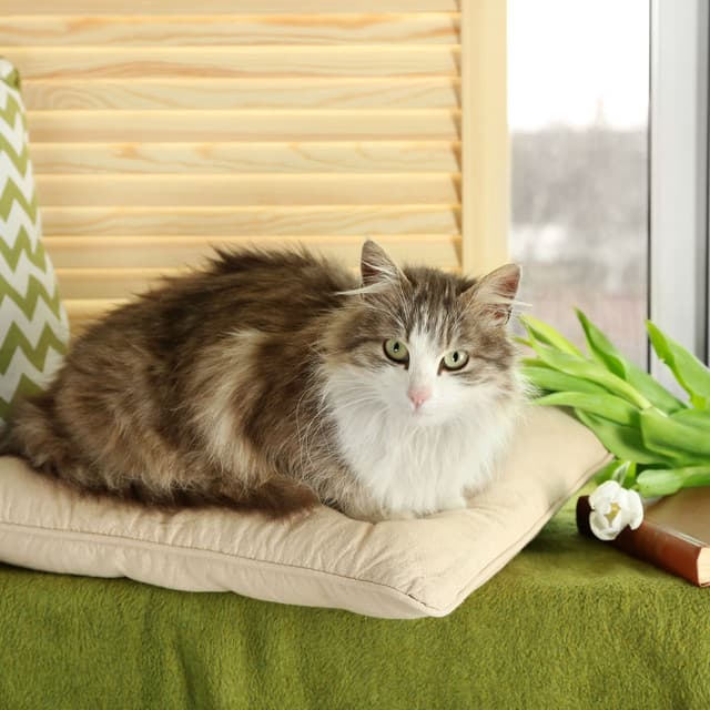 Piano Raindrops: Cat's Peaceful Coziness - Piano Bar Lounge