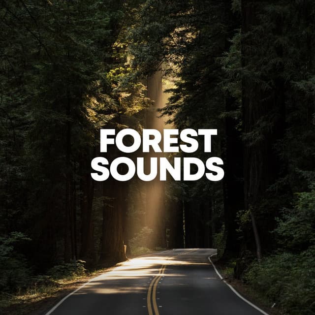 Forest Sounds - Nature Sounds