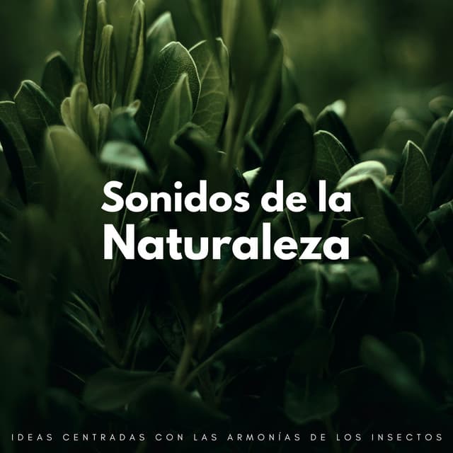 Sonidos De La Naturaleza: Ideas Centradas Con Las Armonías De Los Insectos - Naturaleza Calma
