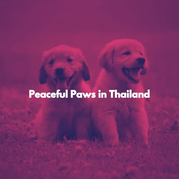Peaceful Paws in Thailand - Afternoon Chill Out Playlist