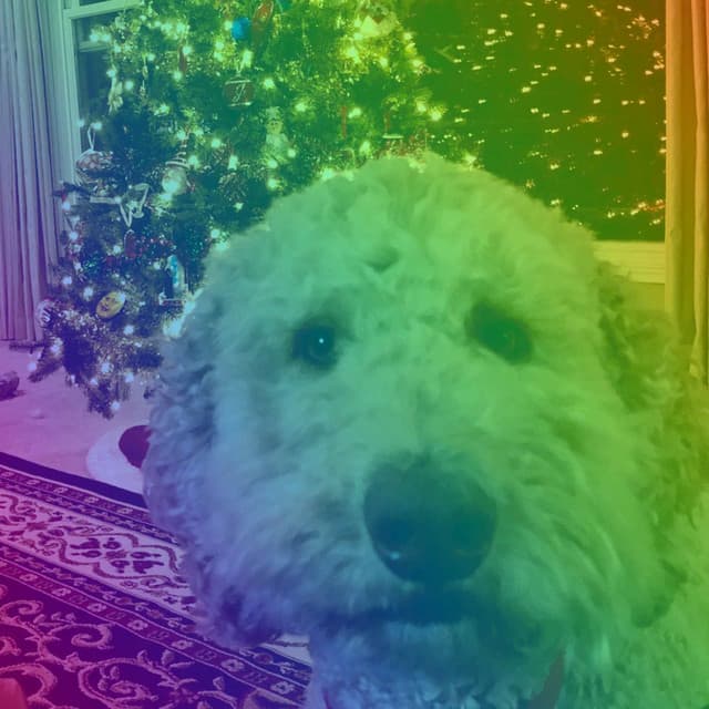 Music for Morning Dog Walking - Dog Music