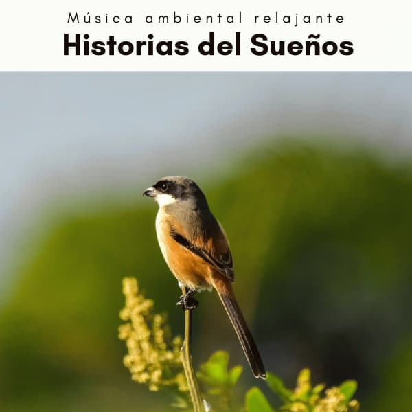A h o r a: Historias del Sueños - Música ambiental relajante