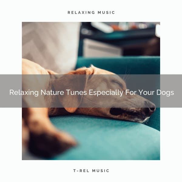 Relaxing Nature Tunes Especially For Your Dogs - Pets Relax