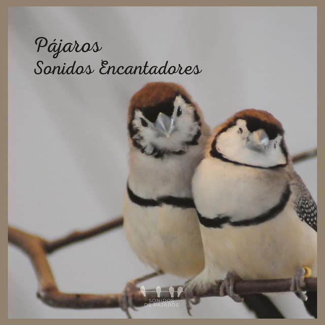 Pájaros: Sonidos Encantadores - Sonidos De Pajaros