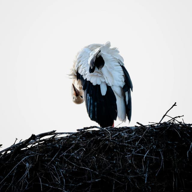 1 Ohm Sun: Feeling The Energy - 16 Bit Serenity