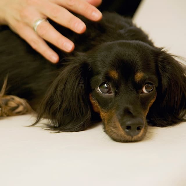 Jazz Purrfection: Rhythmic Melodies for Contented Pets - Cafe Music Deluxe