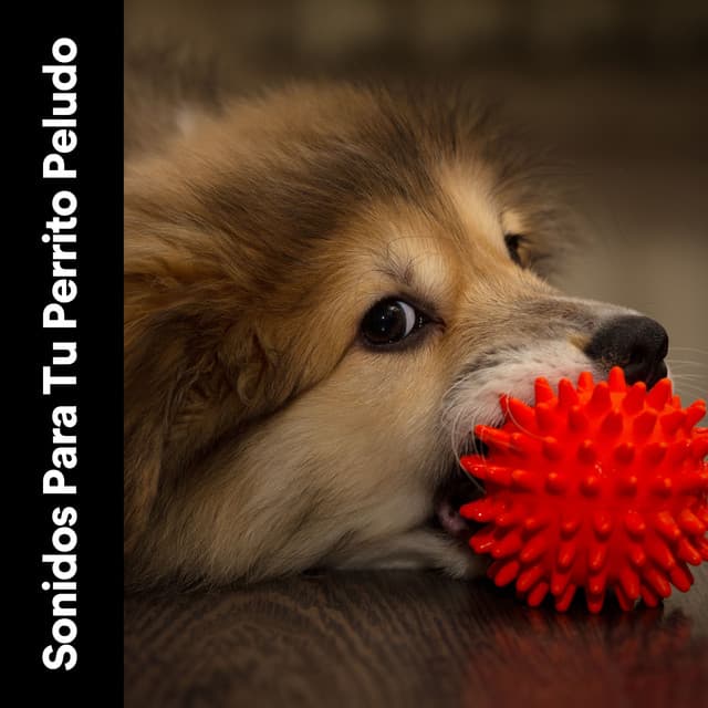 Sonidos para Pu Perrito Peludo - Mascotas tranquilas