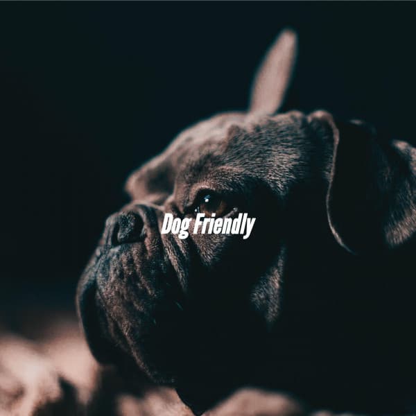 Dog Friendly - Summer Jazz Relax