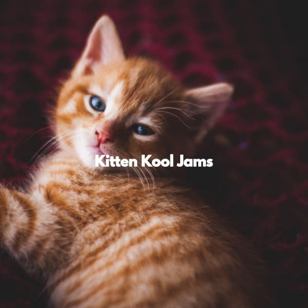 Kitten Kool Jams - Easy Listening Instrumental Music