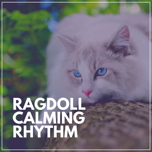 Ragdoll Calming Rhythm - Music For Cats