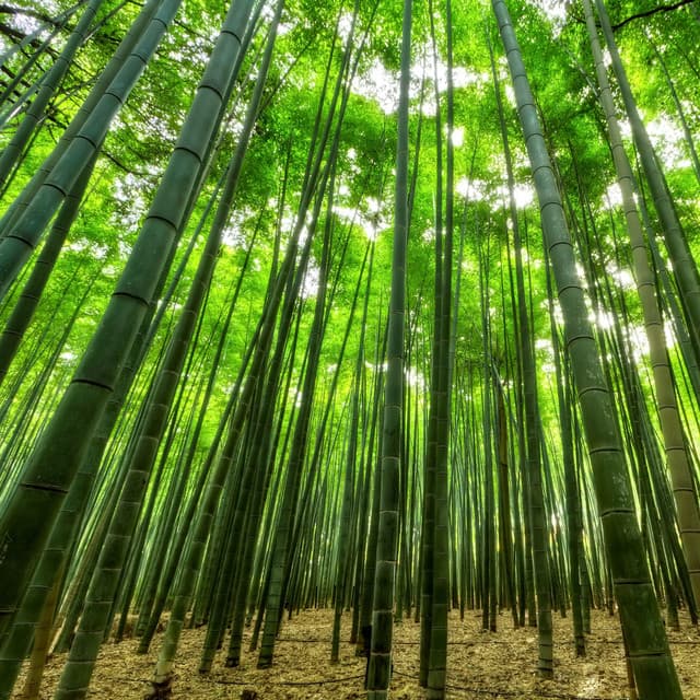 Jungle Rainfall & Water Stream Sounds. Loopable Sounds for Sleeping and Resting - The Rainforest Collective