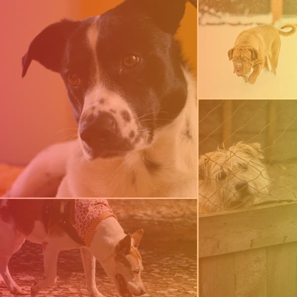 Unique Music for Calming Puppy - No Drums Jazz - Dog Relax