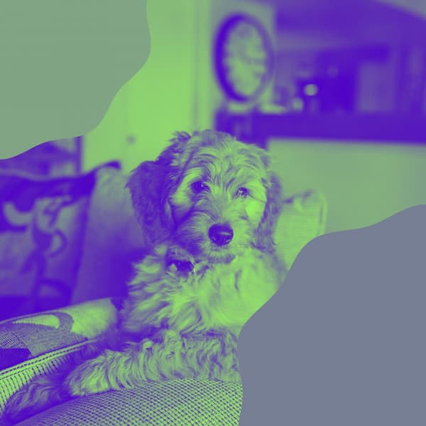 Backdrop for Doggy Mental Health - Relaxing Dog Music Society