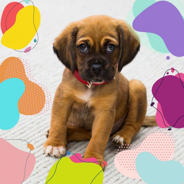 Backdrop for Puppy Training - Dogs at Home