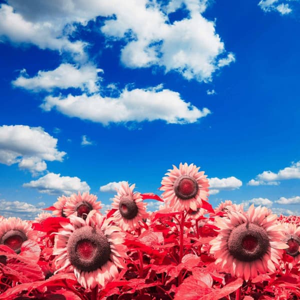 Bgm for Thinking Shadows - Jazz Rilassante Primo