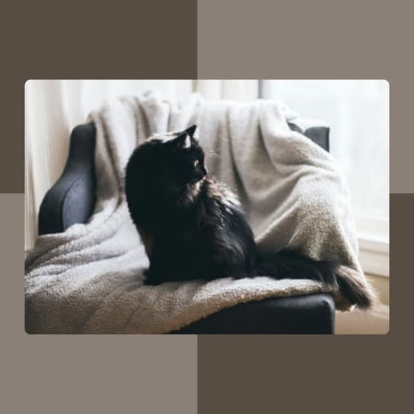 Music for Chilly Cats - Cultured Jazz Quintet - Cat Music Studio