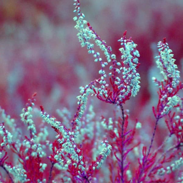 Background Music for Clear Moods - Brazilian Jazz Lounge