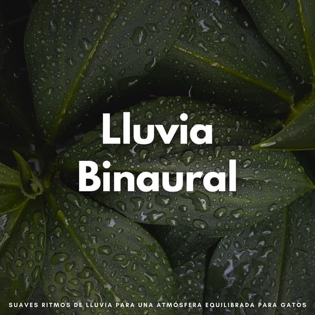Lluvia Binaural: Suaves Ritmos De Lluvia Para Una Atmósfera Equilibrada Para Gatos - Musica Lluvia Tranquila