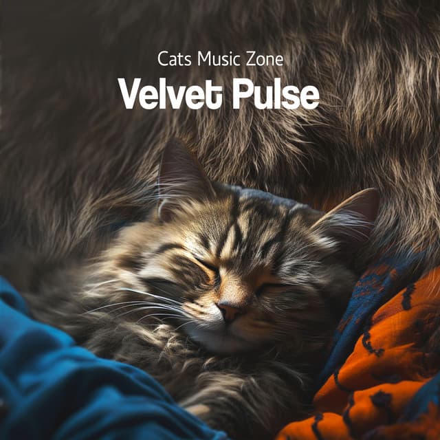 Velvet Pulse - Cats Music Zone