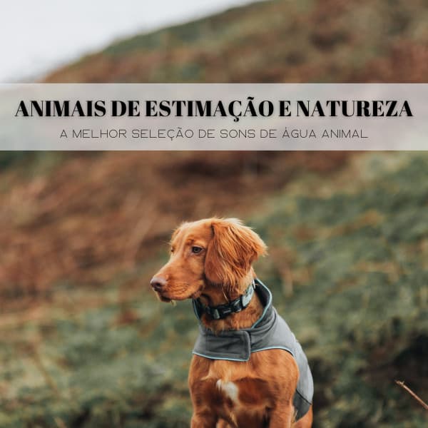 Animais De Estimação E Natureza: A Melhor Seleção De Sons De Água Animal - Dormir e Meditar