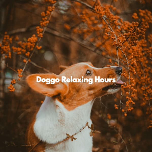 Doggo Relaxing Hours - Quiet Dinner Music