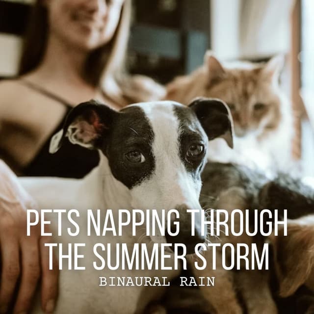 Binaural Rain: Pets Napping Through the Summer Storm - Binaural Beats MT