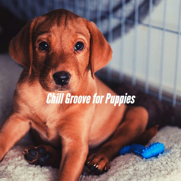 Chill Groove for Puppies - Relaxing Dog Music Seduction