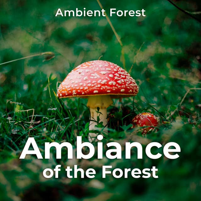 Ambiance of the Forest - Ambient Forest