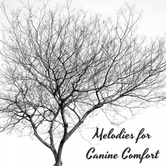 Piano Paws Serenade: Melodies for Canine Comfort - ADHD Music