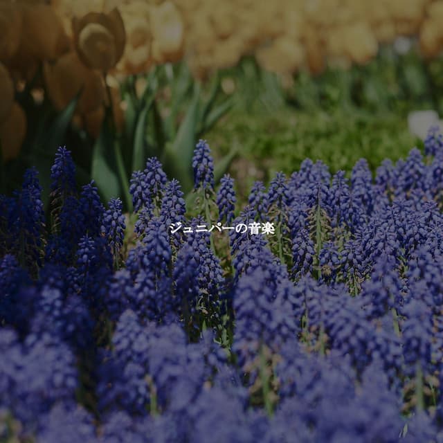 ジュニパーの音楽 - French Cafe Jazz Classics