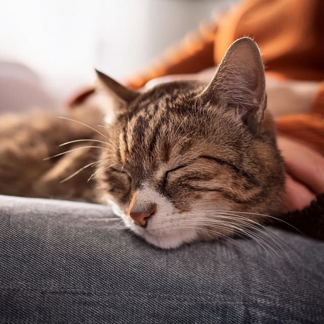 Biblioteca relajante del océano