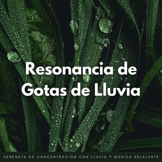 Resonancia De Gotas De Lluvia: Serenata De Concentración Con Lluvia Y Música Relajante - Efectos especiales de lluvia del bosque