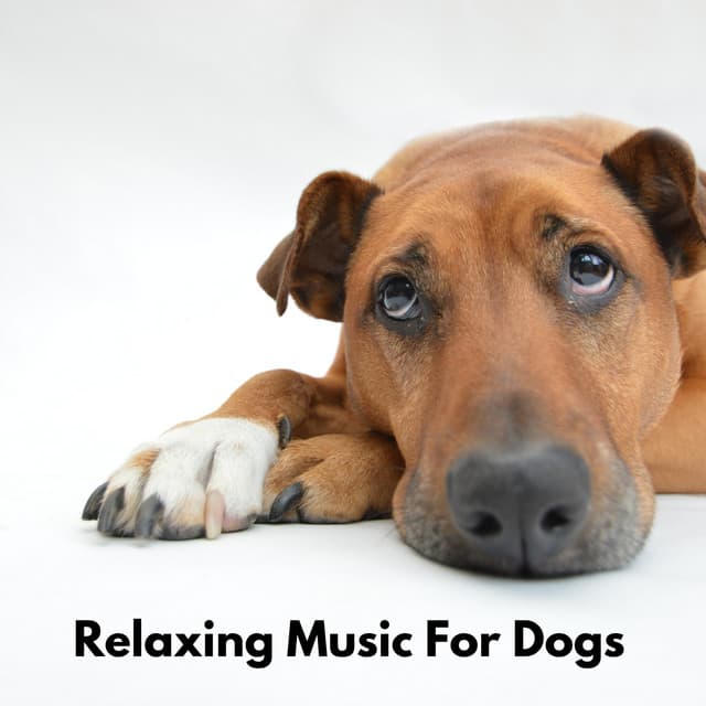 Relaxing Music for Dogs - Dog Sleep Academy